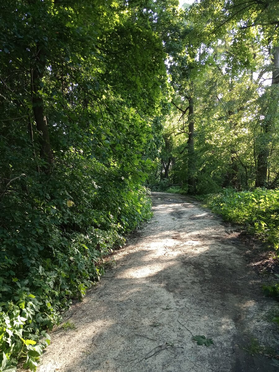 Дорога к источнику. Липовая аллея.