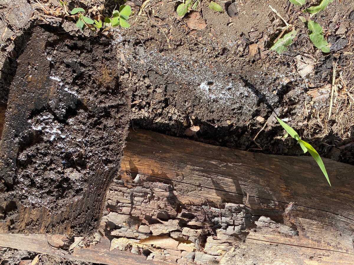 Муравейников в клубнике было очень много, буквально под каждой деревяшкой
