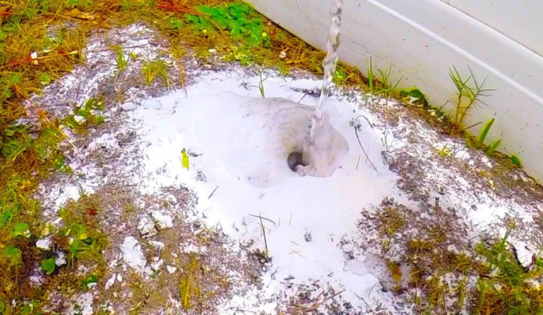 Содой обсыпают муравейник, а потом заливают сверху кипятком