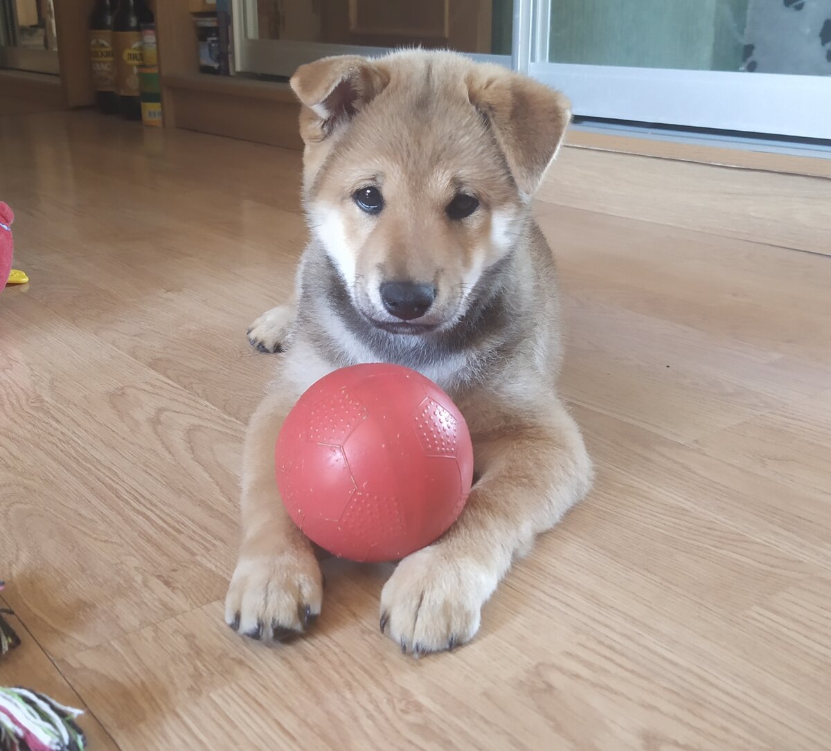 Юки с мячиком