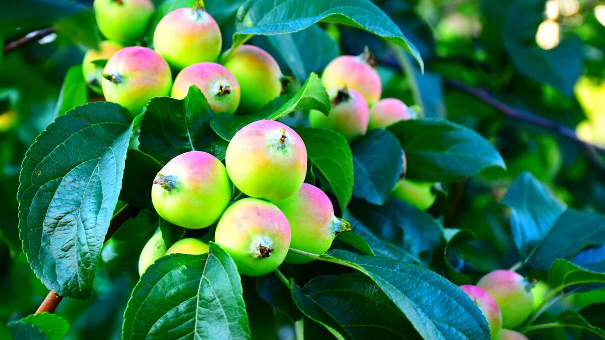 Яблони набирают сок, плоды наливаются и гнут ветки к земле.