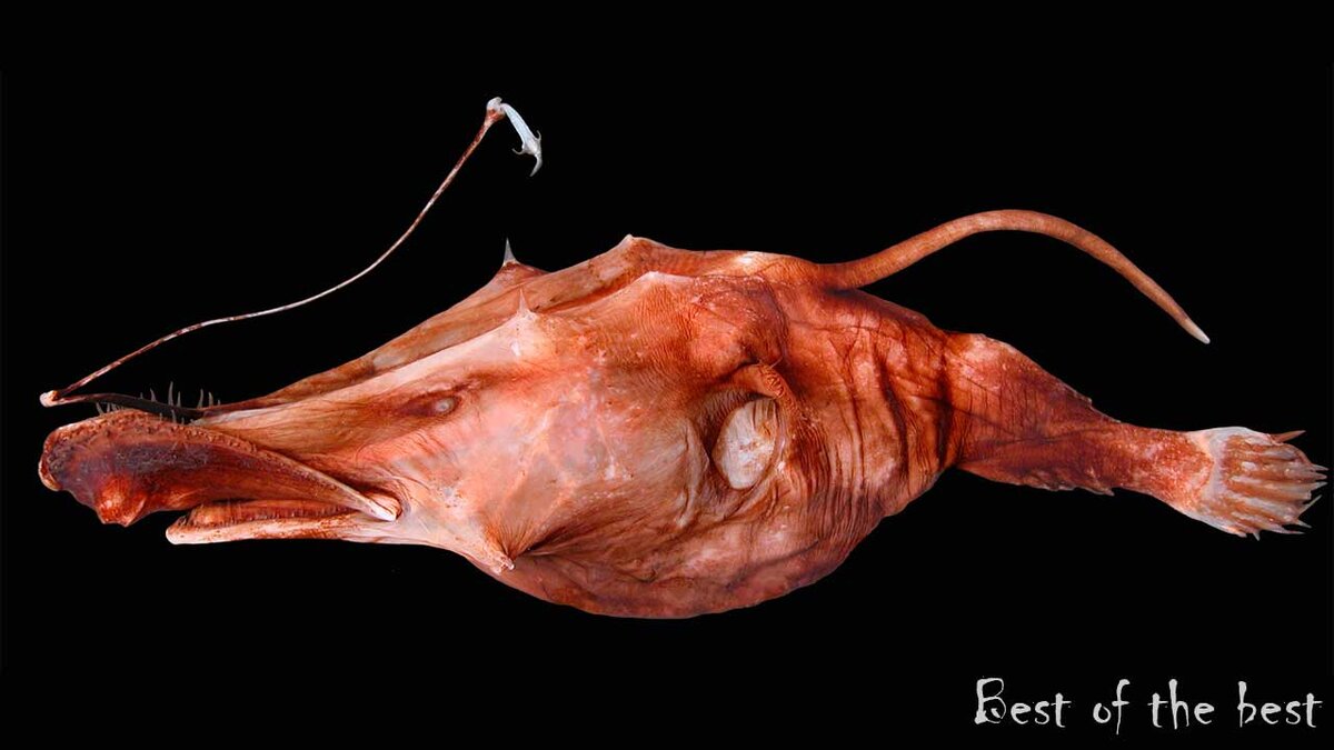 Рыба Lasiognathus Dinema