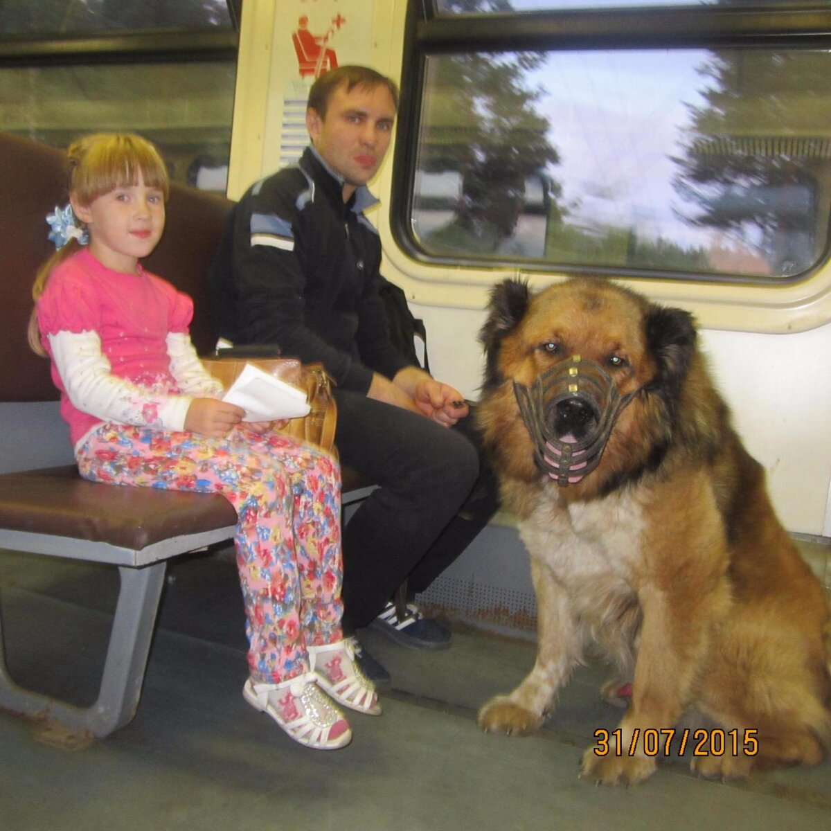 Кавказская овчарка - Зидан Ласковый Зверь и мои дочь и муж в электричке