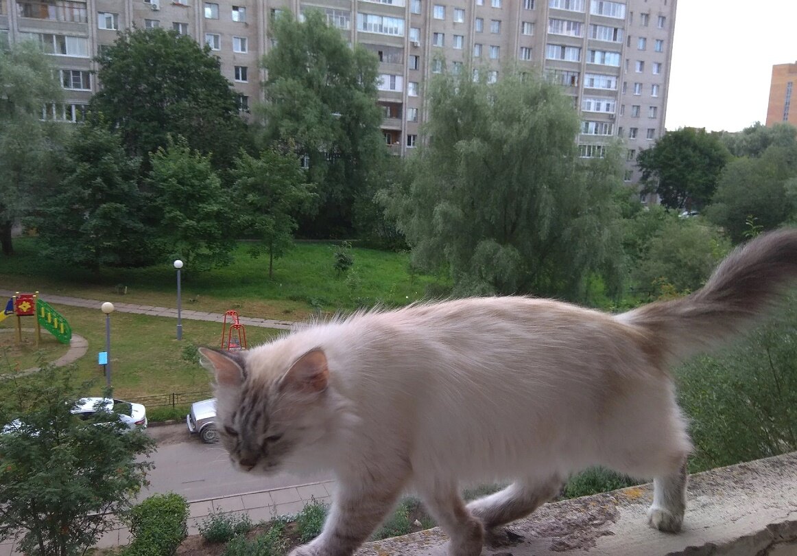 Муся гуляет на балконе