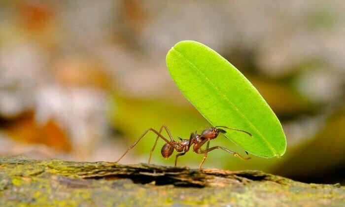 1. Самый простой метод борьбы с муравьями это КИПЯТОК. Просто залейте муравейник кипятком. Повторять периодически. 