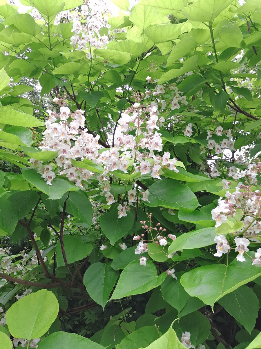 Катальпа Овата