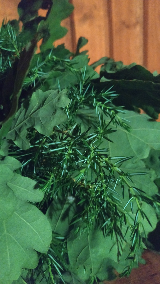 Веточка можжевельника в дубовом венике