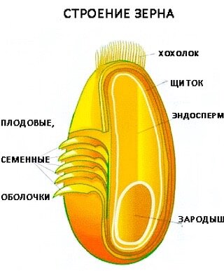 Схема сторения зерна.