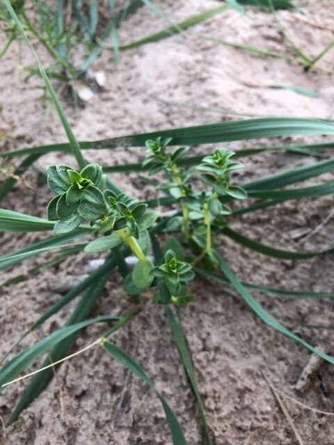 Молодое растение на берегу Финского залива в районе санатория «Сестрорецкий Курорт», г. Сестрорецк