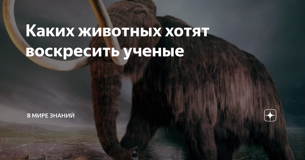 Как известно, самыми ожидаемыми в возвращении на планету Земля животными на сегодняшний день являются мамонты. Последние особи этих существ обитали на острове Врангеля около 3,5 тысяч лет назад. Для того, чтобы проверить жизнеспособность клеток, мумифицированных в вечной мерзлоте, группа японских и якутских ученых извлекла несколько ядер из мышечных клеток из мамонтенка, погибшего примерно 28 тысяч лет назад. Полученные ядра ученые пересадили в яйцеклетки мышей для того, чтобы пронаблюдать возможные признаки биологической активности.