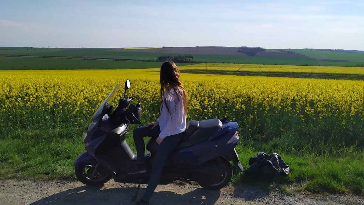 У рапсового поля 