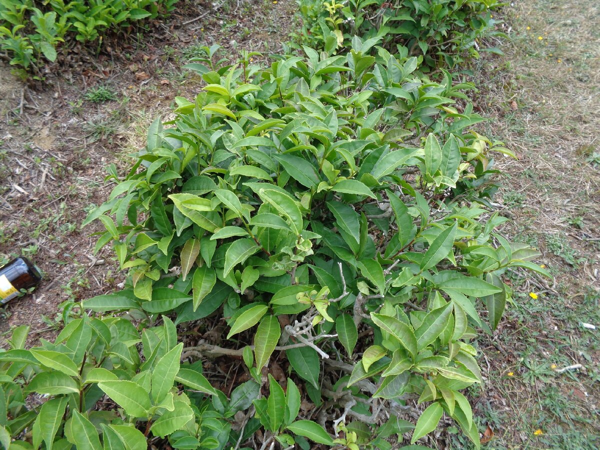 Куст чая