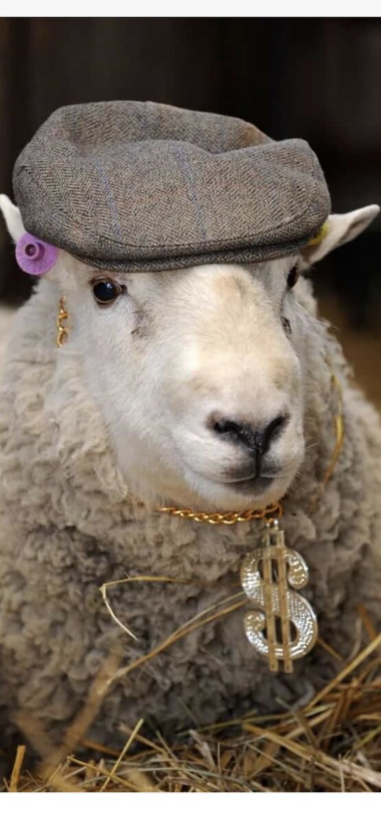 Гениальная притча о знании 

В далеких и высоких горах семья пастухов вот уже несколько веков пасёт свою огромную отару овец . Никто и никогда из чужих людей не нарушал покой и благодать этих величественных горных вершин и равнин .

И вот однажды , когда молодой пастух отдыхал на камне , наблюдая за своей отарой , на узкой горной дорожке появился роскошный красный Феррари . Из машины вышел дорого и модно одетый молодой человек и сказал :
-Скажи , пастух , а если я точно скажу тебе , сколько в твоей бескрайней отаре овец , ты отдашь мне свою самую большую овцу ?

Смутившись , молодой пастух сказал :
-Никто не сможет подсчитать мою огромную отару , ведь овцы всё время в движении . Только мой отец сумел это сделать , когда овцы спали . Он выбил эту цифру на нижней части камня , на котором я сижу . Но я никогда не переворачивал этот огромный валун и сам не знаю сколько в отаре овец .Но если ты хочешь пари , я согласен , ведь я уверен , что ты не сможешь правильно их подсчитать ..

Незнакомец достаёт из Феррари ноутбук , связывается со спутником , активирует тепловые датчики , датчики движения и через несколько минут говорит :
-В твоей отаре, пастух , 1264 овцы .

Пастух встаёт, с трудом переворачивает огромный валун на котором сидел и с недоумением видит выбитые на камне четыре цифры . 1264 . Обомлевший пастух говорит :
-Это невероятно , незнакомец , но ты прав . Ты можешь забрать самую большую овцу из отары.

Незнакомец устанавливает на крышу Феррари верхний багажник , ловит и привязывает к багажнику самую большую овцу и собирается отъезжать.
В последний момент к машине подходит пастух ,просит опустить стекло и говорит :
-К сожалению , незнакомец , ты плохо знаешь свой предмет , потому что ты взял мою собаку ...



