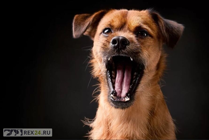 Фото: yandex.ru