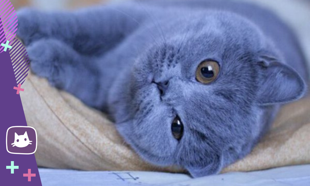 Синяя кошечка. Голубой британец кот. Скоттиш фолд голубой Арлекин. Синий котенок. Синяя кошка.