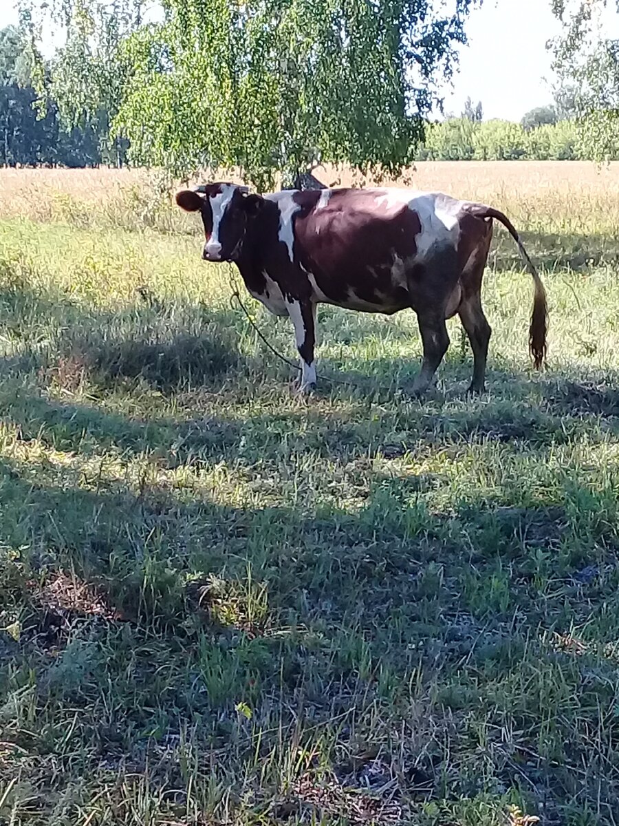 Корова 