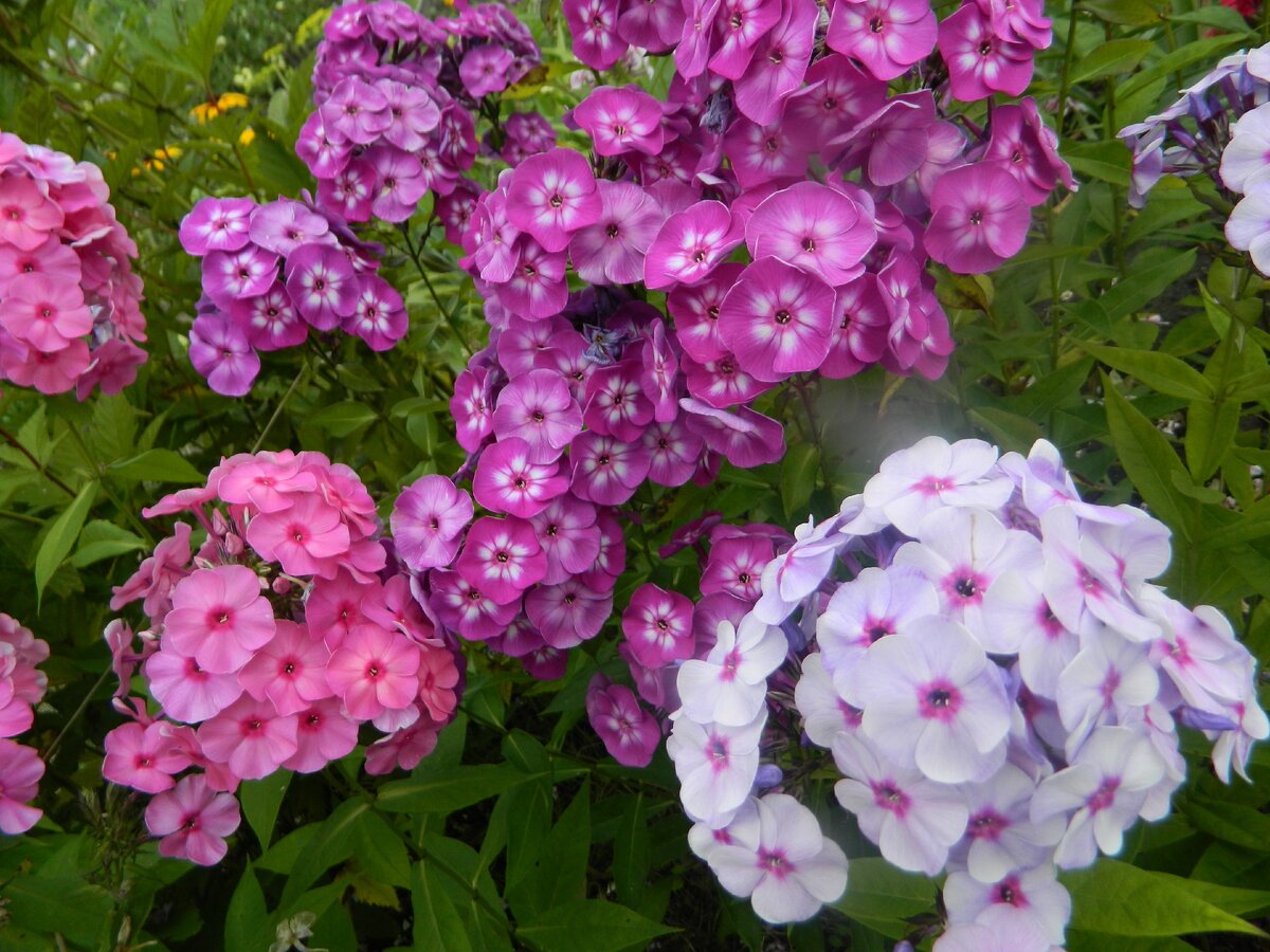 Цвели флоксы очень красиво