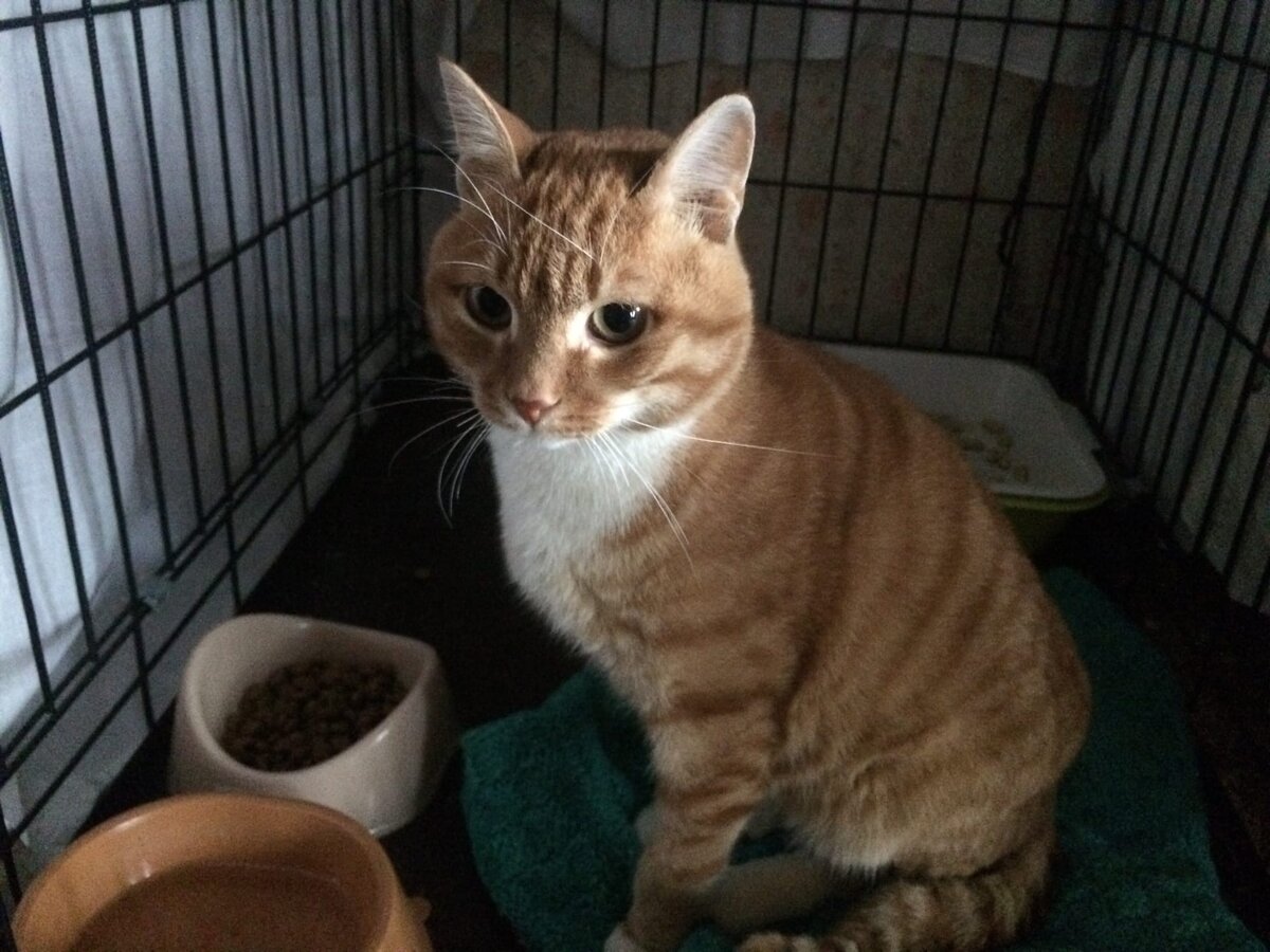 Малыш по сей день в клинике и ему ещё нужно время для реабилитации. Как ему объяснить, что за его жизнь нам нечем платить? И вместо реабилитации ему светит отправиться на улицу? Долги за животных - это не просто долги, это ужасный стресс для волонтёров!!! 