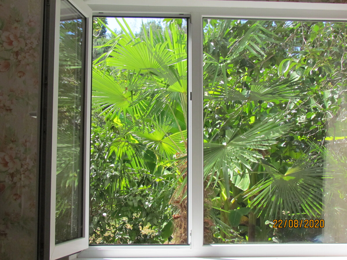 Любимый вид из окна.