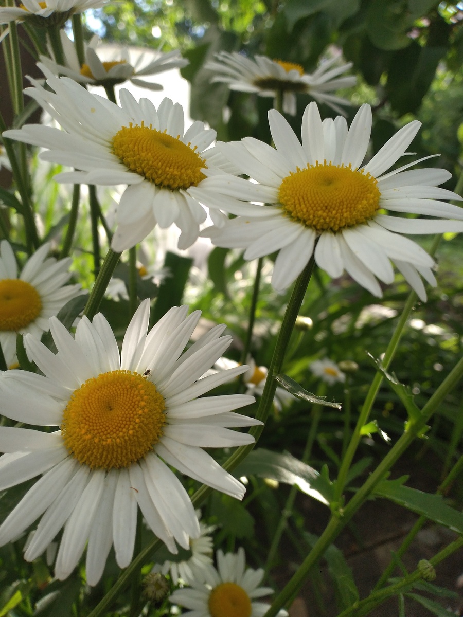 Ромашки, цветы 