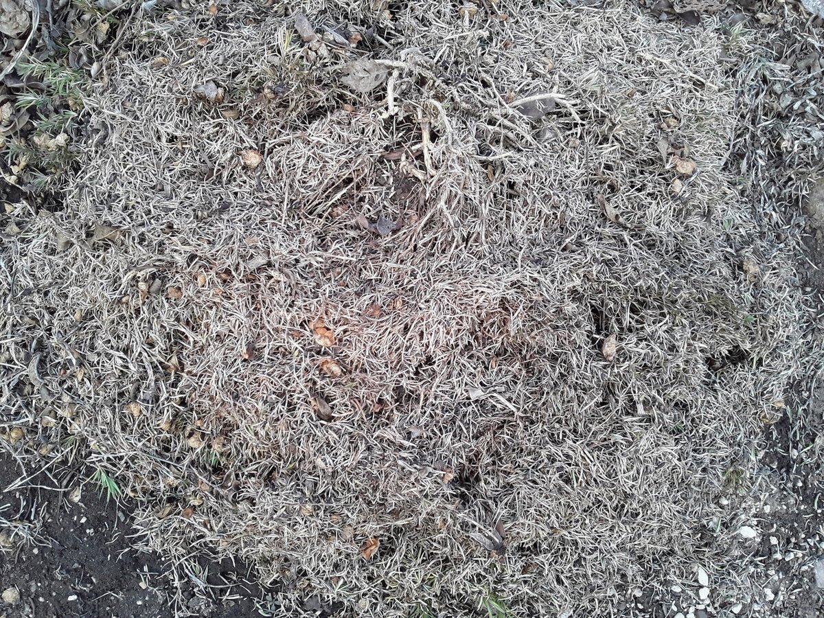 Флокс шиловидный в апреле