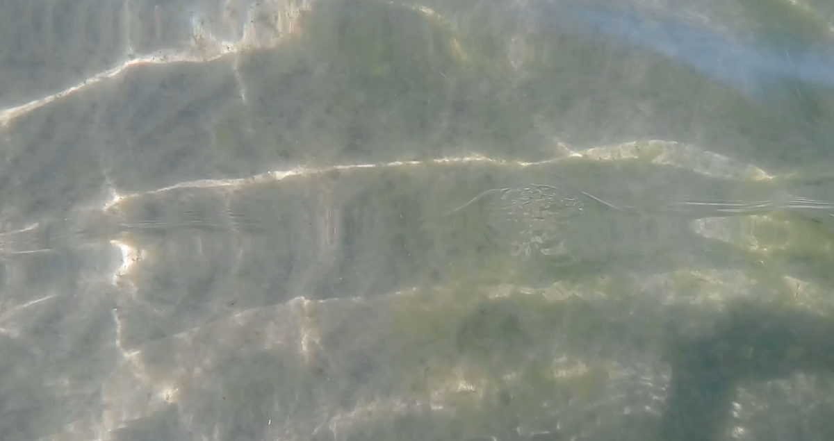 Более чистая вода в 5-10 метрах от берега