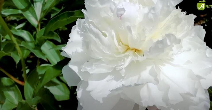 Французский сорт пионов Дюшес Де-Немур.
