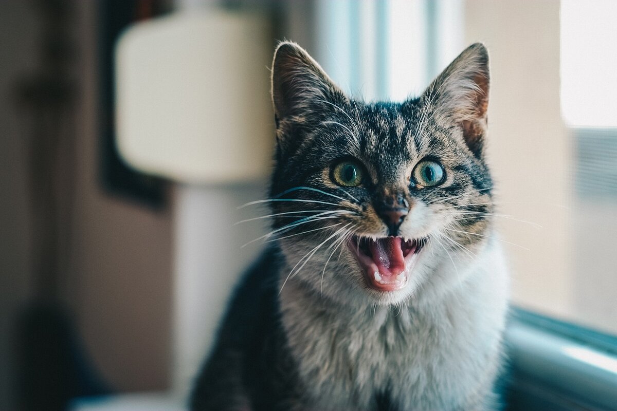 Почему моя кошка открывает рот, когда нюхает? | ZOO CHANNEL | Дзен