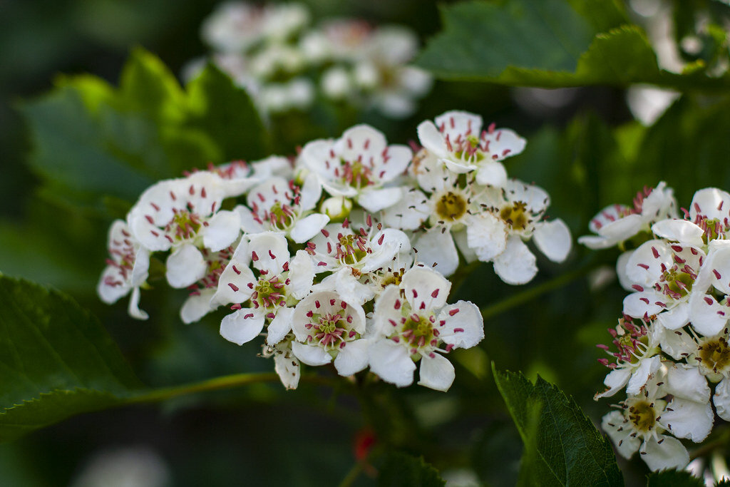 Картинки БОЯРЫШНИК РОЗОЦВЕТНЫЙ