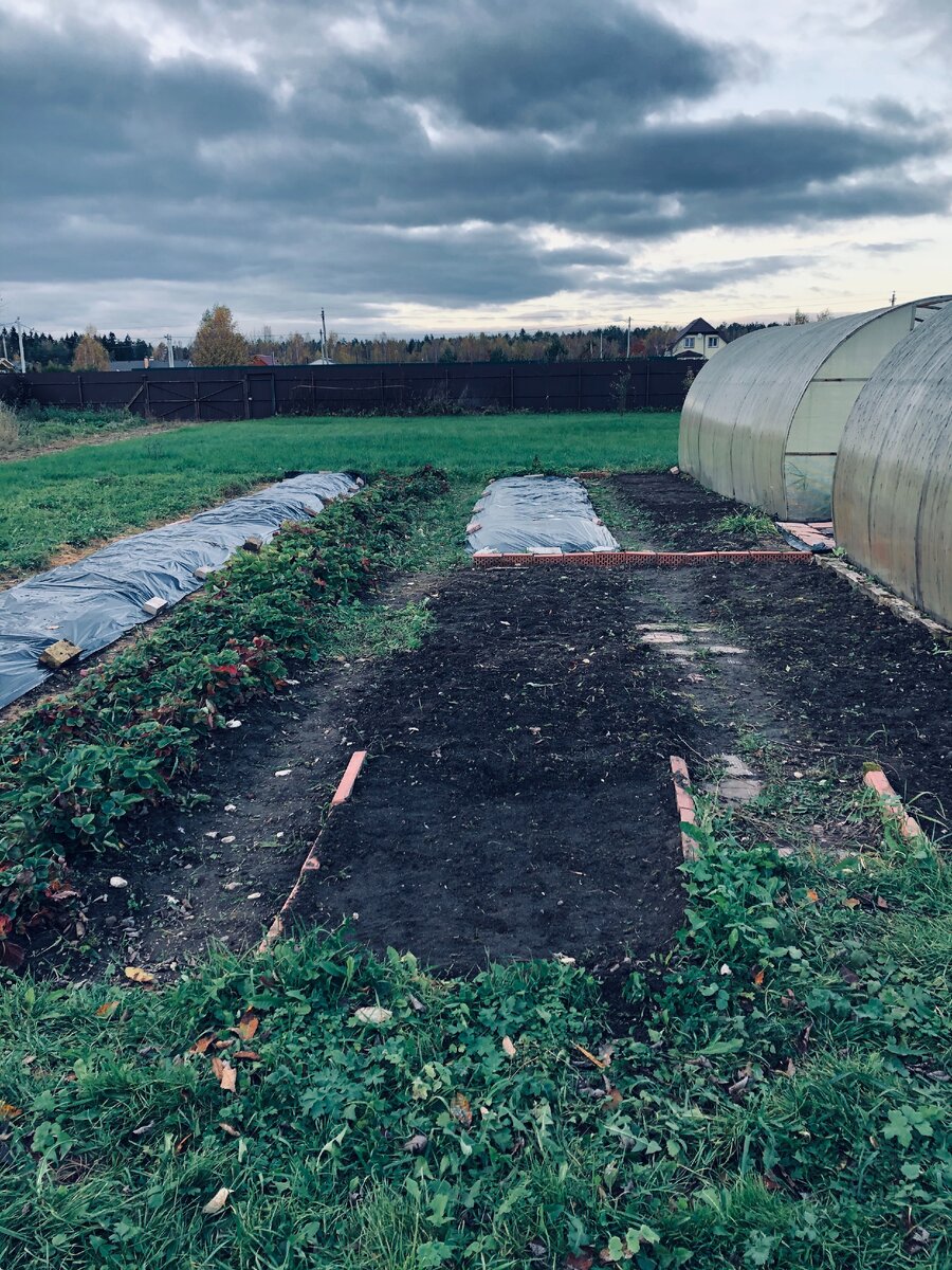 Грядки подготовлены к зиме. Слева длинная, накрытая грядка под клубнику, Справа на дальней грядке посеян лук-севок. Везде фото-автора.