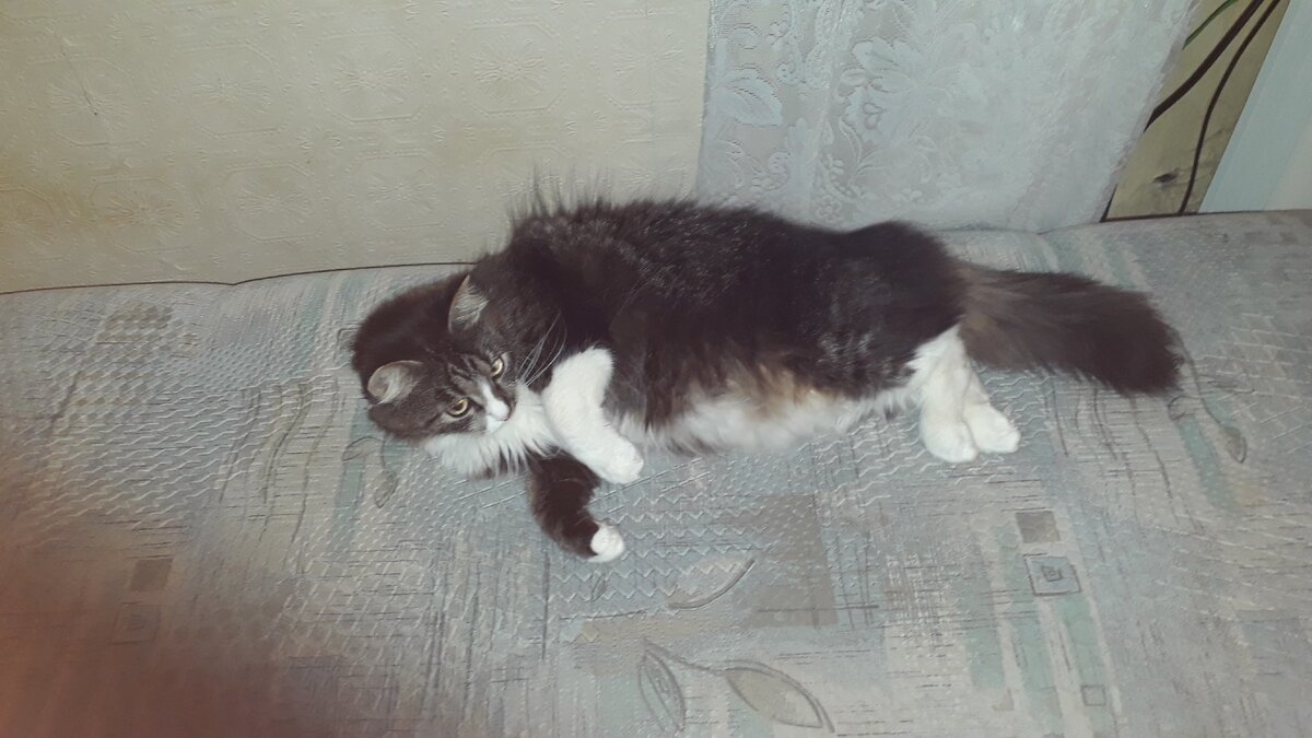 Барышня легла и просют...