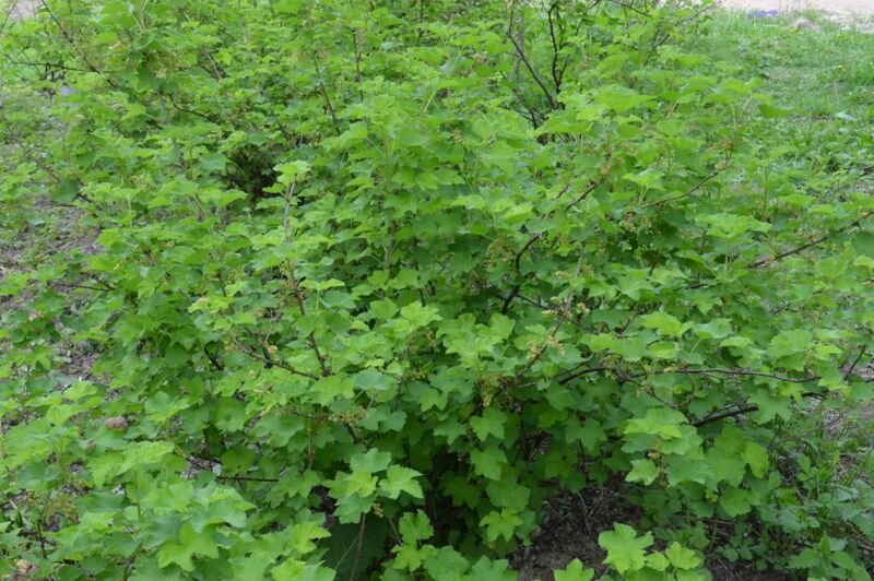 Загущенный куст смородины в саду.