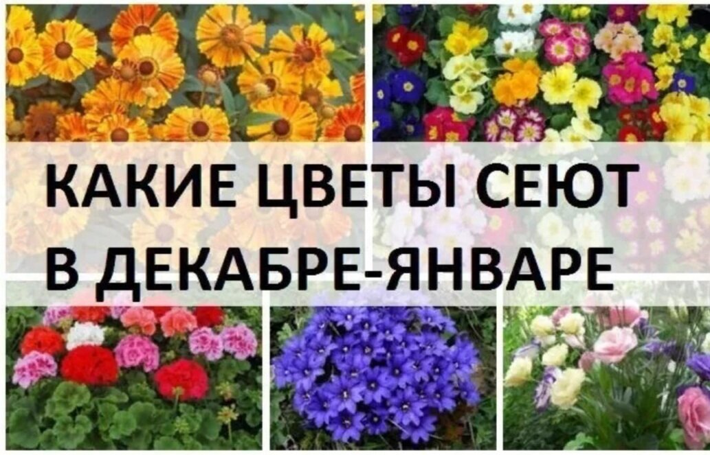 Какие цветы в январе. Цветы на рассаду в декабре. Рассада цветов в январе. Сеем цветы в декабре. Посадка цветов на рассаду в январе.