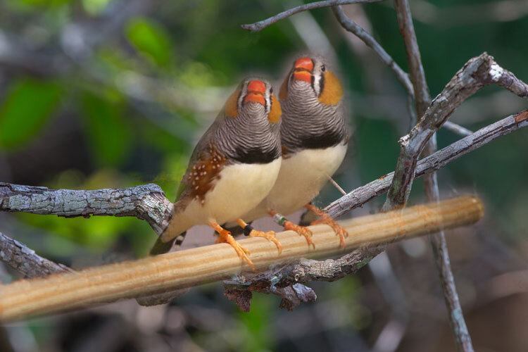 Зебровые амадины потрясающе узнают птиц по песне | Ancotir | Дзен