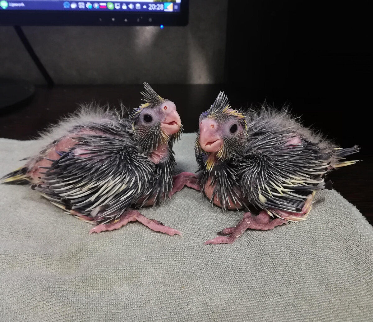 27 октября, первый и второй (15 и 13 дней). Все фото автора.