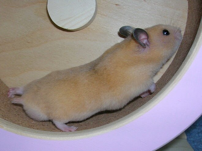 Маленький Мышик. Фотография еще из питомника, сейчас он намного крупнее :)