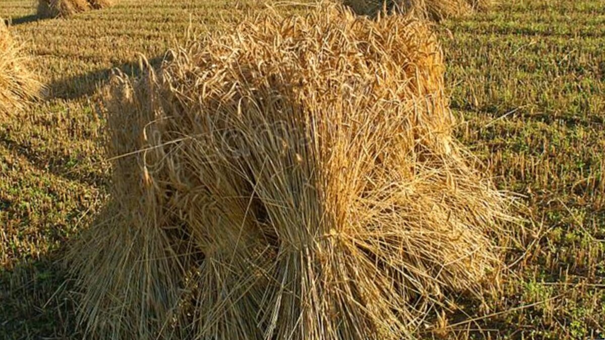 Простая солома, а что из неё можносделать! Присоединяйтесь, обсудим...