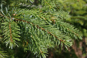 Острые иголочки у нашей ёлочки! https://www.isabellas.dk/diy-kreative-ideer/hoejtider-maerkedage/vaelg-det-rette-juletrae