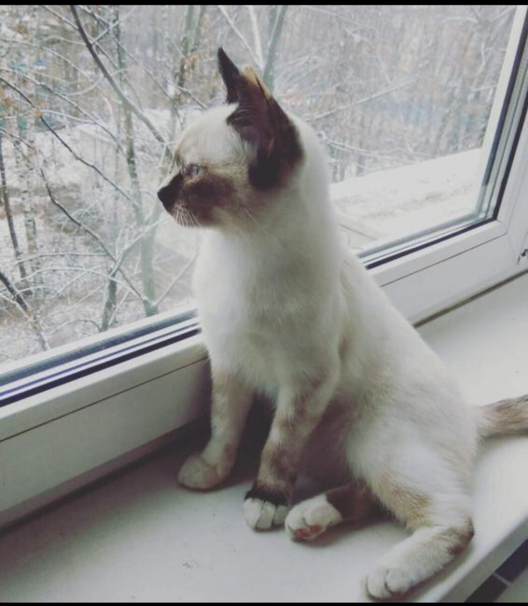 кошка на окошке (фото владелицы Оксаны)