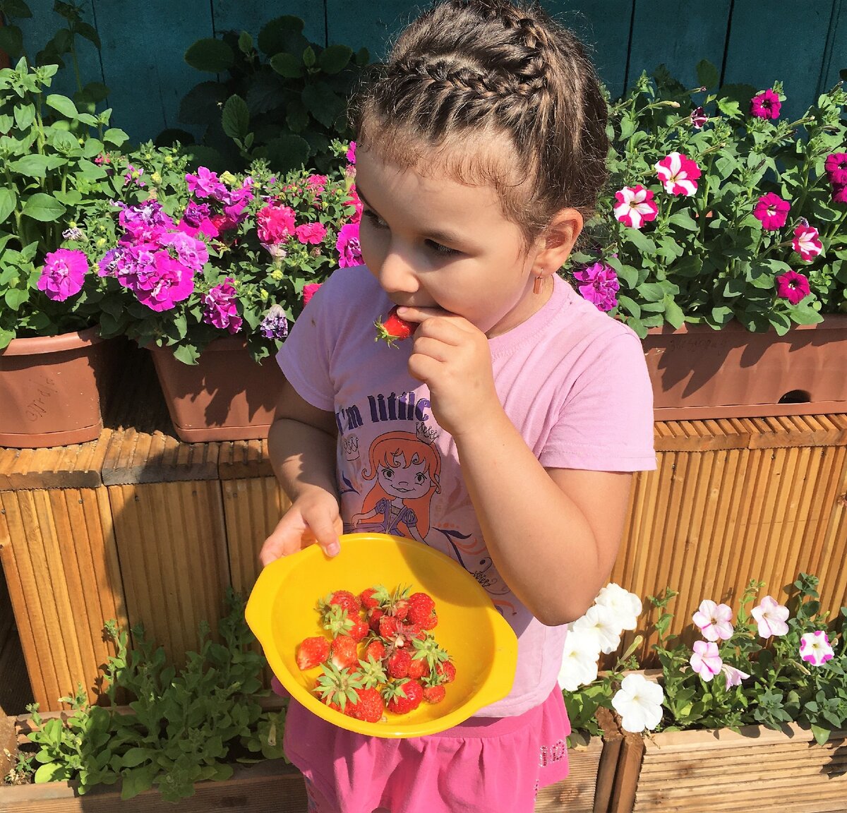 Внучка ест первые ягодки "виктории", сорванные с грядки