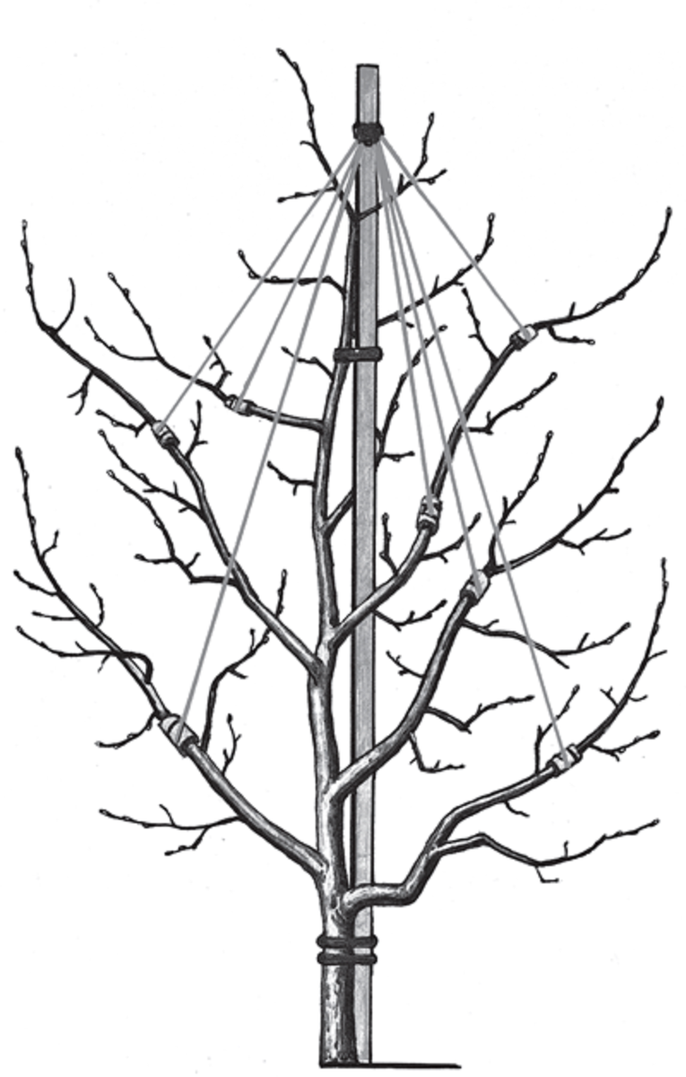 Расщепился ствол яблони. Подпорки под ветки плодовых деревьев. Подвязка веток яблони. Скрепление веток яблони.