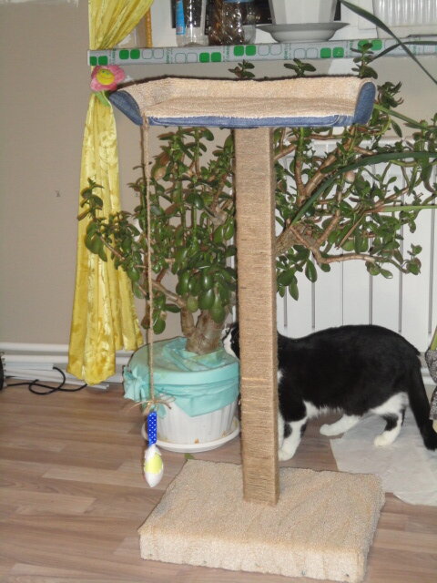 Когтеточка с игрушкой и Мурзик