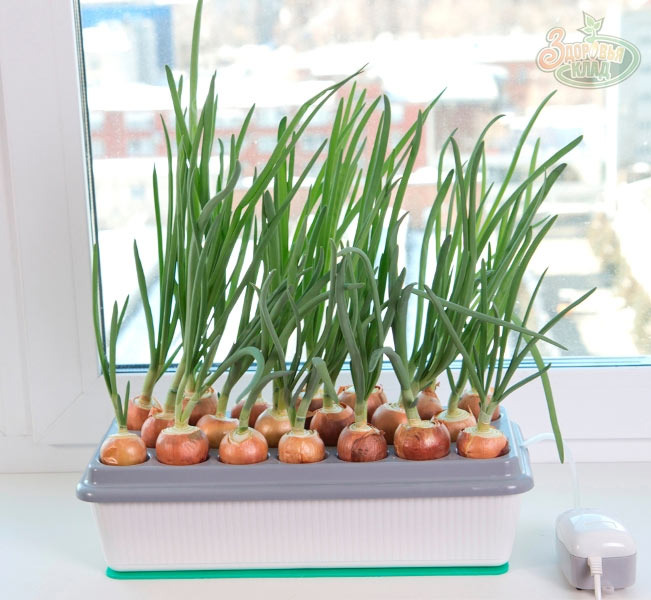 Пример выращивание лука на подоконнике. 