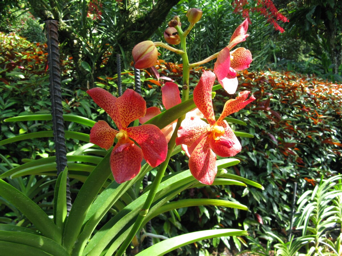 Национальный сад орхидей в Сингапуре