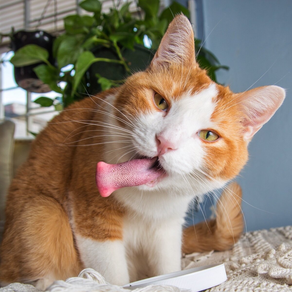 Юмористические коты. Забавные кошки. Рыжий кот с языком. Прикольный кот. Приколы с котами.