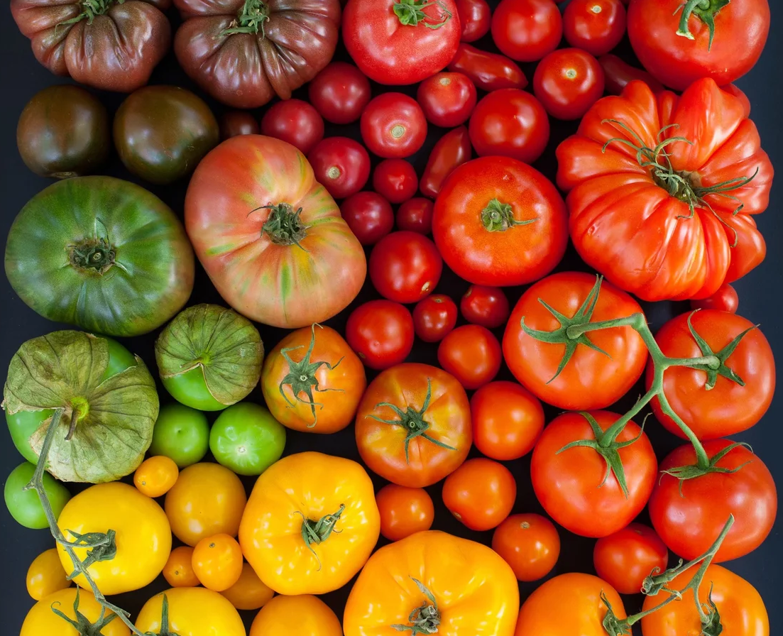 Дела томатные. РАННИЕ или УРОЖАЙНЫЕ? Как сделать выбор