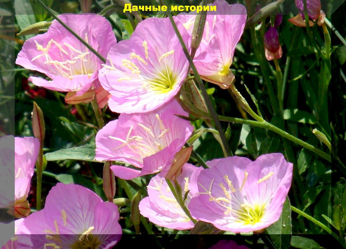https://vk.com/photo-159774511_457245189