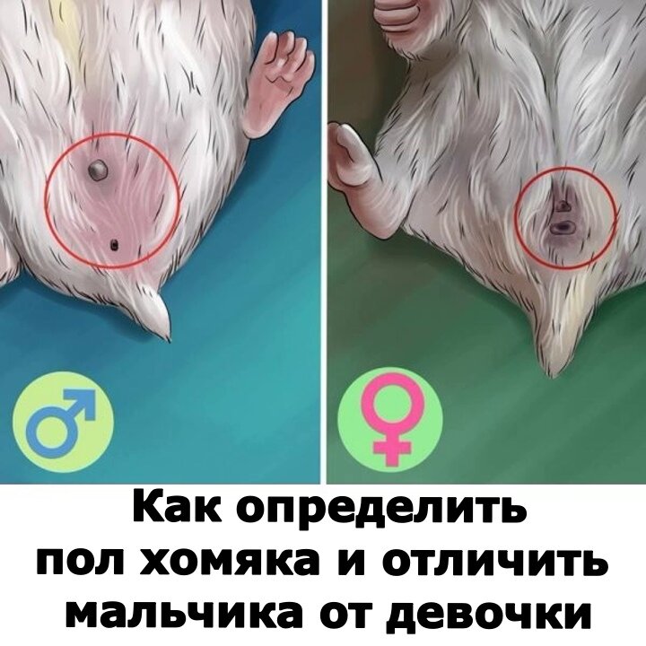 Как определить пол хомяка. Как отличить хомяка мальчика от девочки. 
Маленьких хомячат практически невозможно различить по половой принадлежности. Определить пол становится реальным после четырёхнедельного возраста грызунов.

Однако в этом возрасте не рекомендуется разлучать малышей с родителями и в целом брать хомячков в руки.

Расселять малышей по отдельным клеткам можно в возрасте 35–40 дней. В этот период и рекомендуется определять пол грызунов.