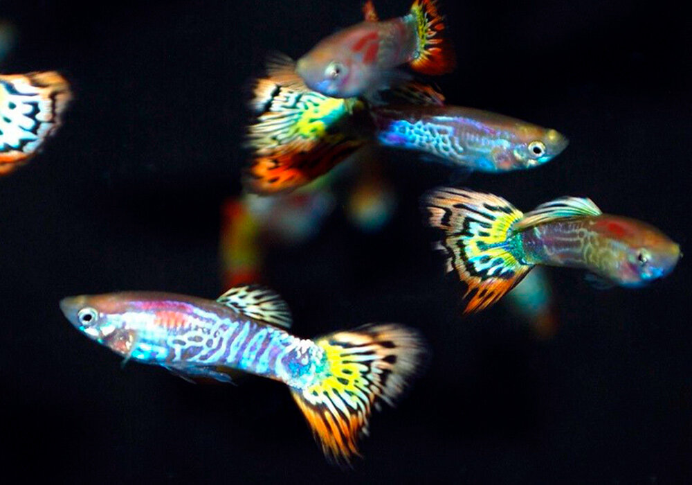 Гуппи - обладатели одной из самых ярких окрасок! 
