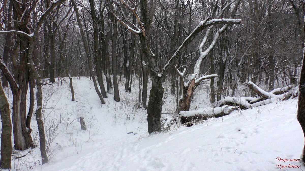 Дивный тихий зимний лес